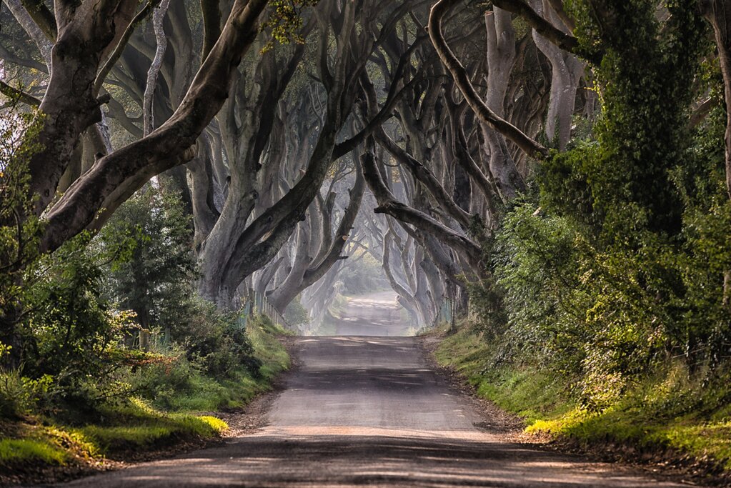Dark Hedges