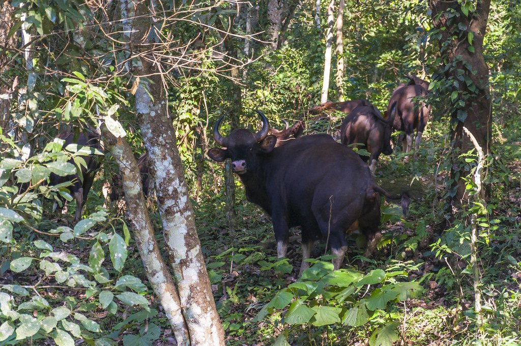 Gaur, or Indian bison
