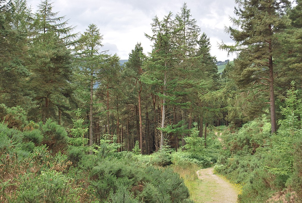Forest path on the Wicklow Way
