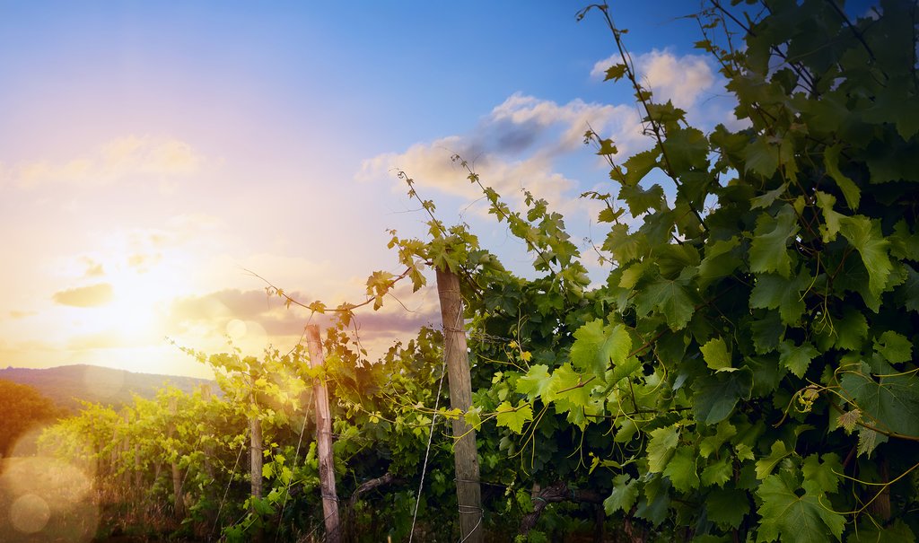 A morning surrounded by grapes before returning to Santiago