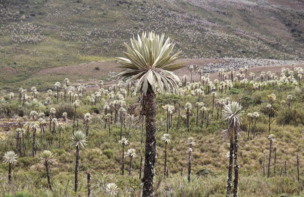Frailejones plants in Chingaza National Park
