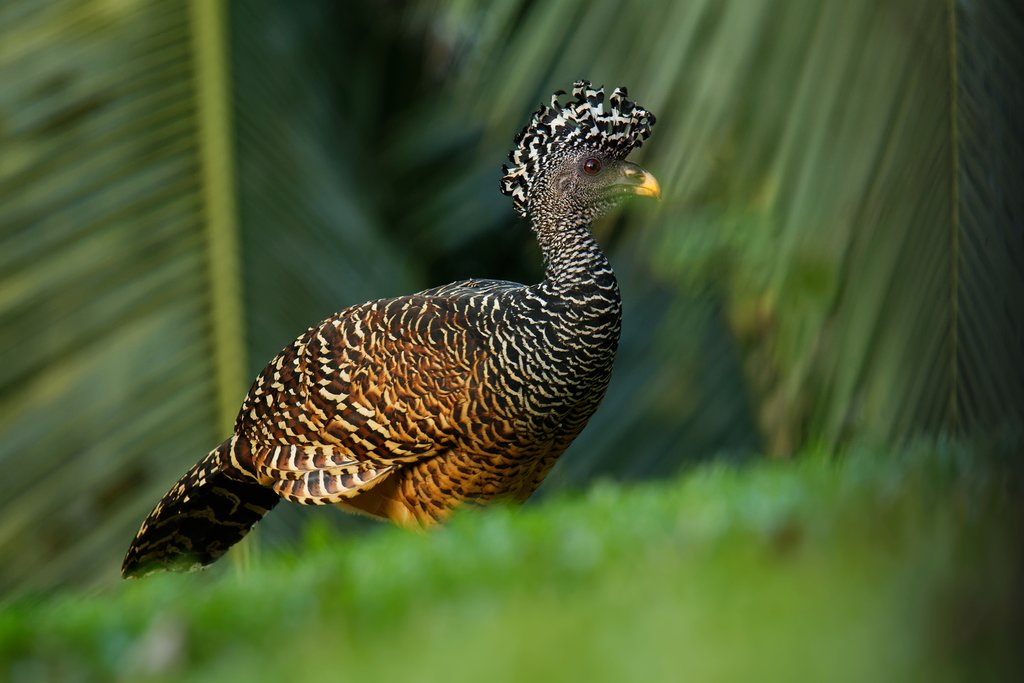The great curassow is known for its unique head feathers