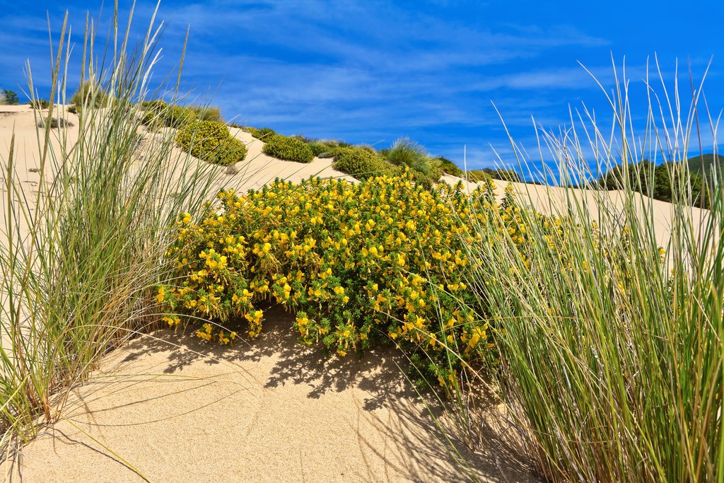 Dune, Flowers, and Sea in Piscinas, Sardinia