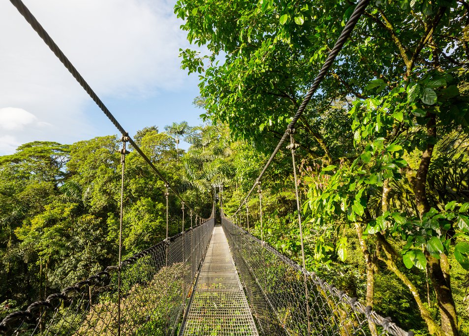See the rainforest canopy from above