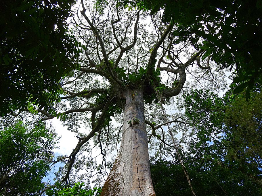 A Sumaúma tree