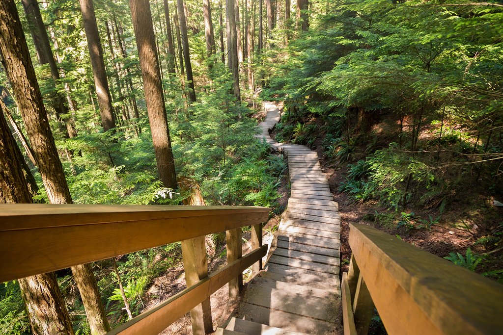 Old-growth forests of Lynn Canyon, North Vancouver