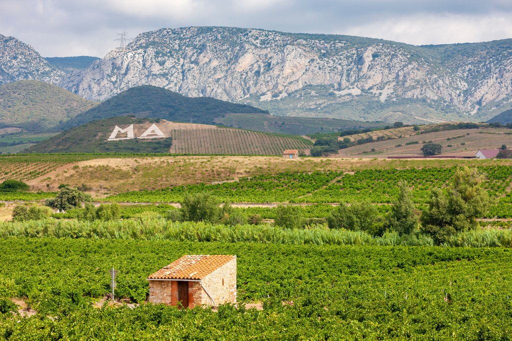 Vineyards in the Languedoc-Roussillon wine region