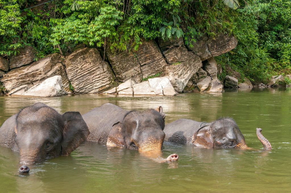 Elephants