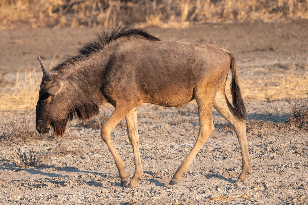 Wildebeest walkin in Makgadikgadi Pan