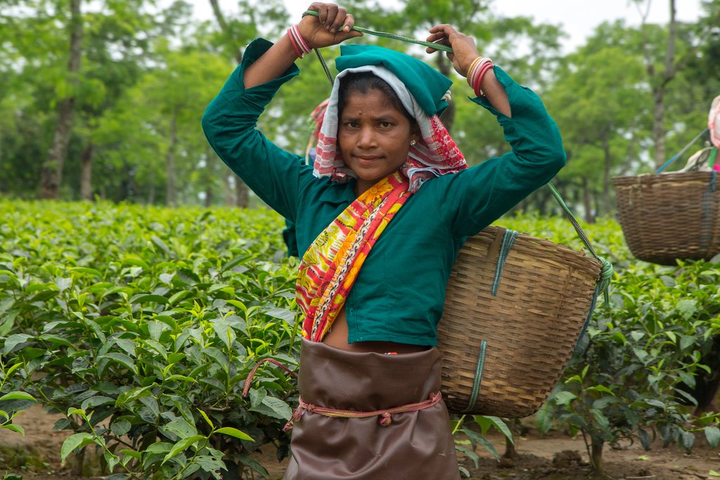 Visit a local plantation known for growing strong black tea