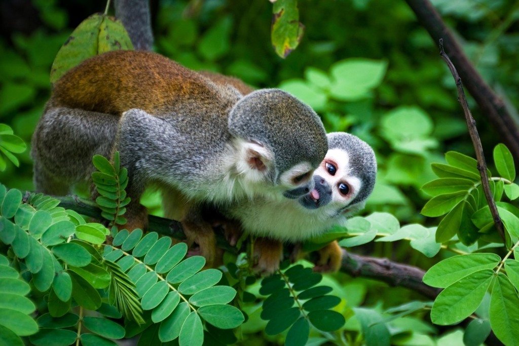 Squirrel monkeys in the trees