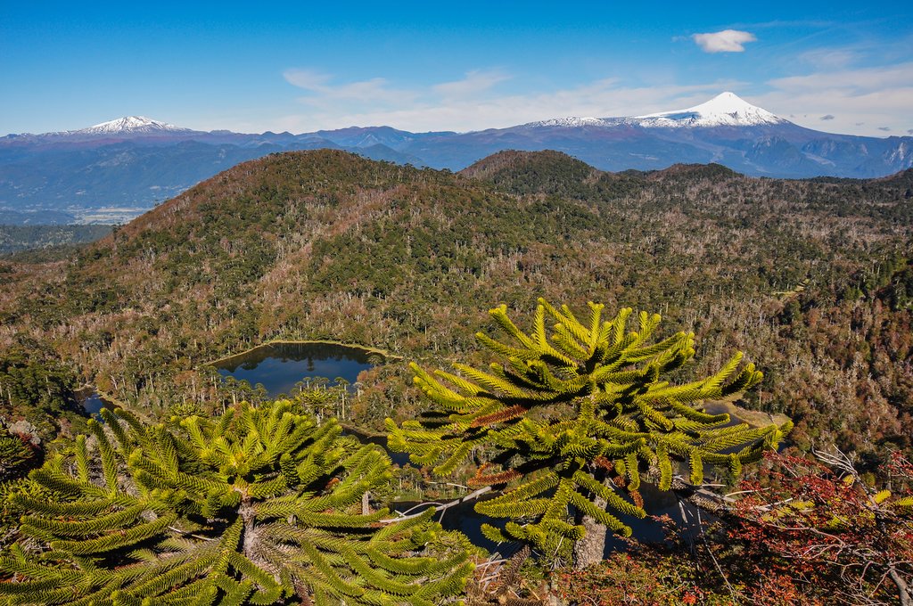 Look for rare flora species in Santuario El Cañi