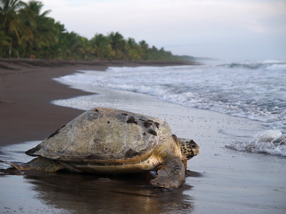 Sea turtles come to Tortuguero to lay their eggs
