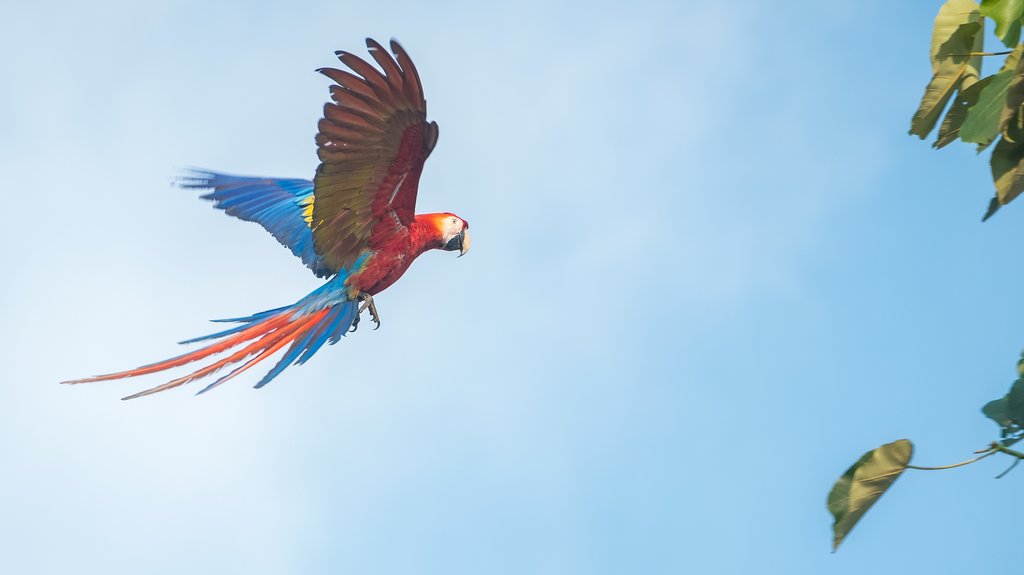 A Scarlet Macaw native to Central and South America