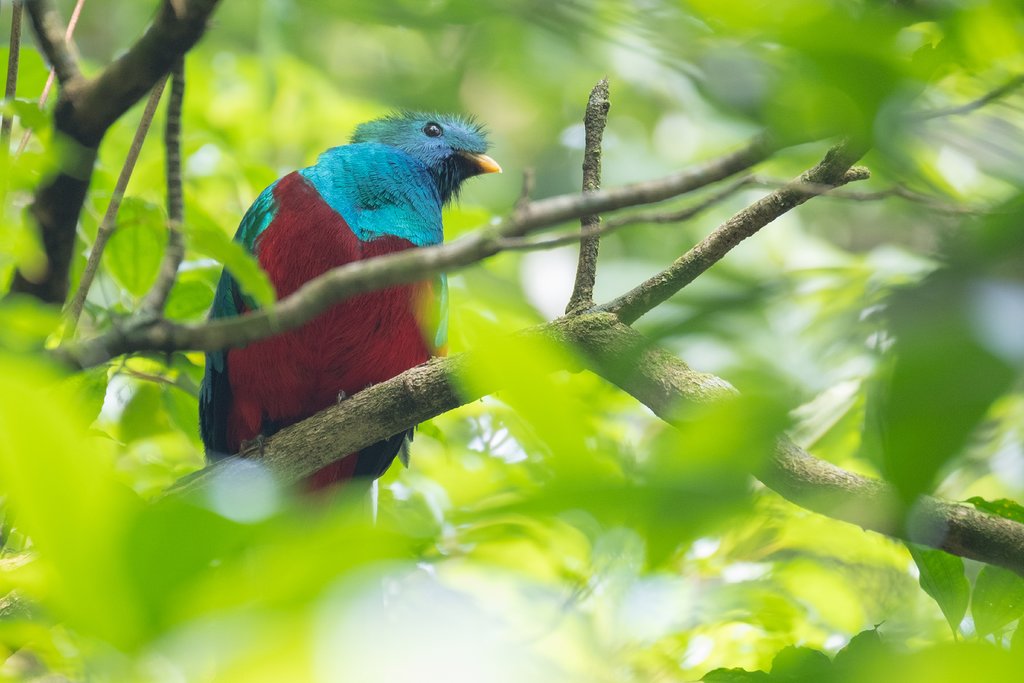 The elusive resplendent quetzal