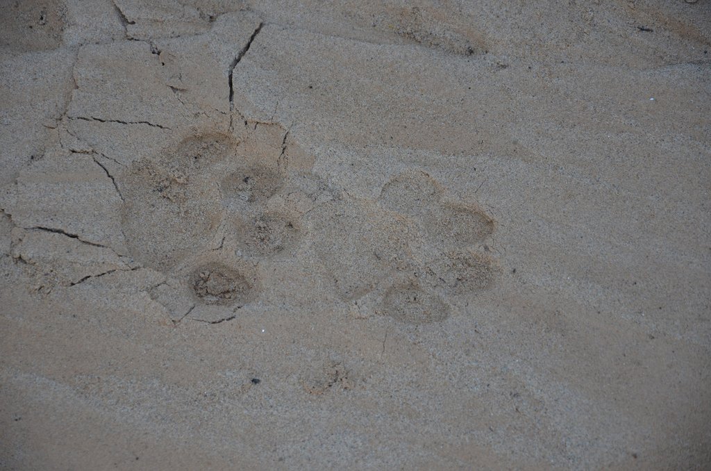 The tracks of the elusive jaguar on the riverbank.