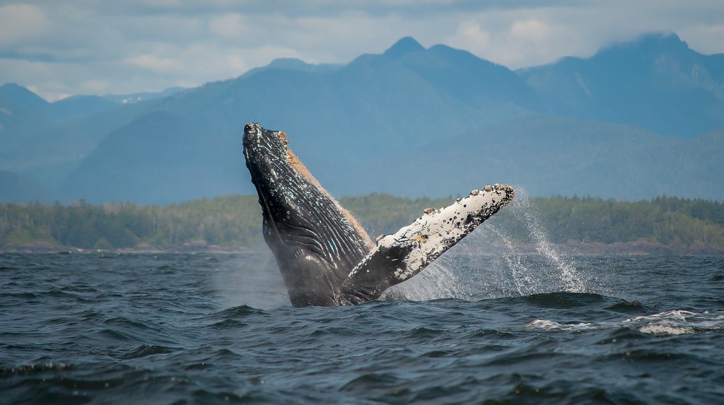 A breaching humpback off the coast of Tofino
