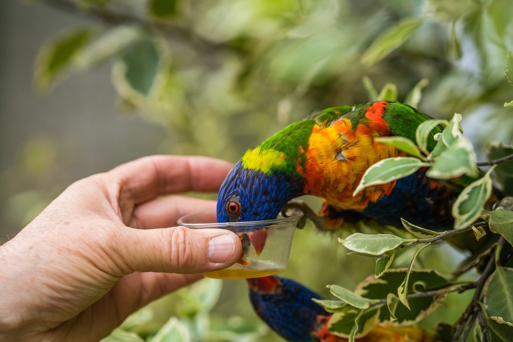 Visit the Lorikeet feed at Currumbin Wildlife Sanctuary