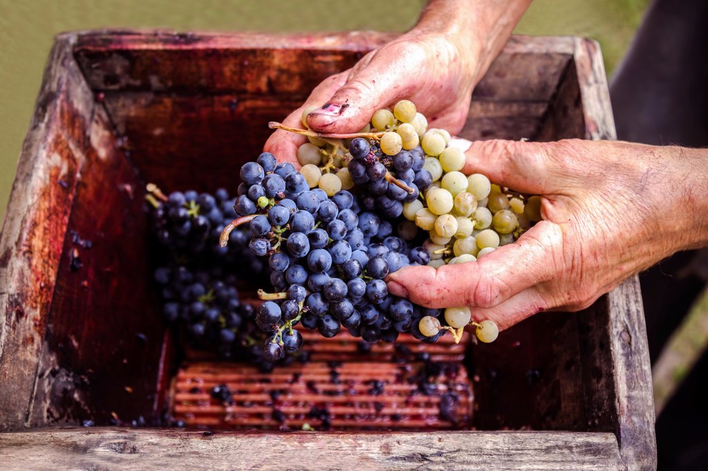 Fruit of the vines