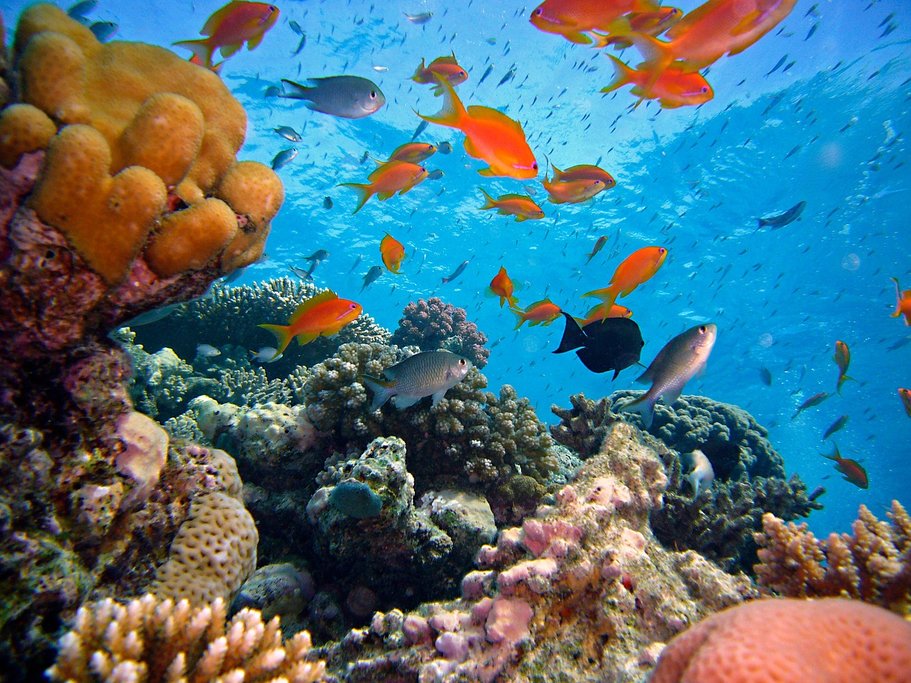 Underwater paradise of Derawan