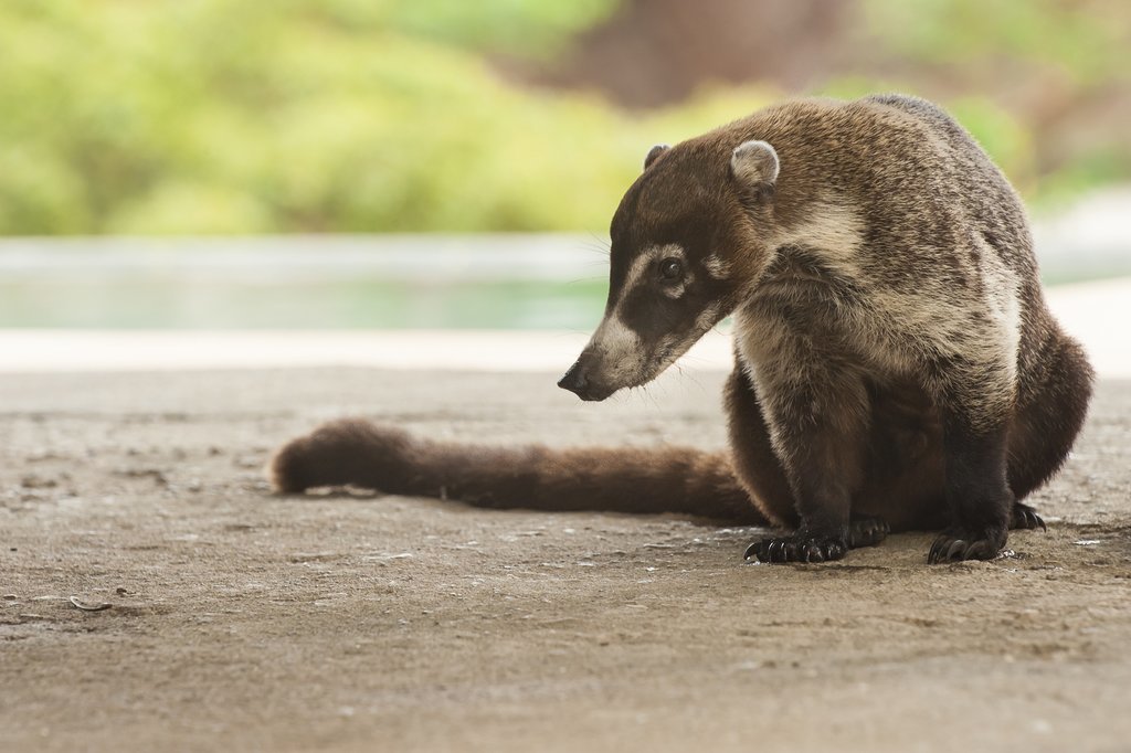 Coatis (part of the raccoon family) are a common site on the Osa Peninsula