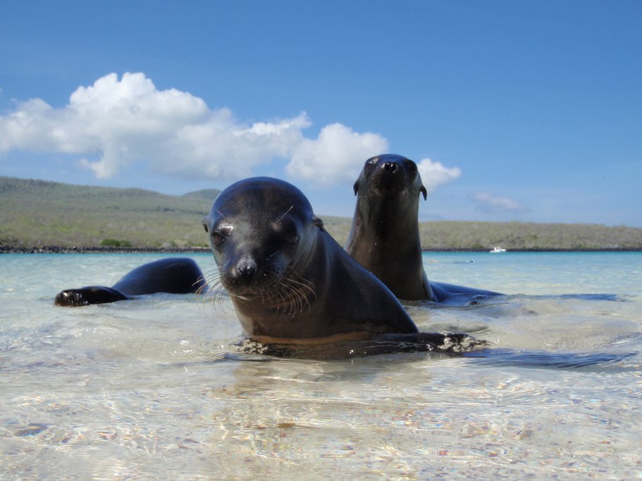 Sea lion puppies