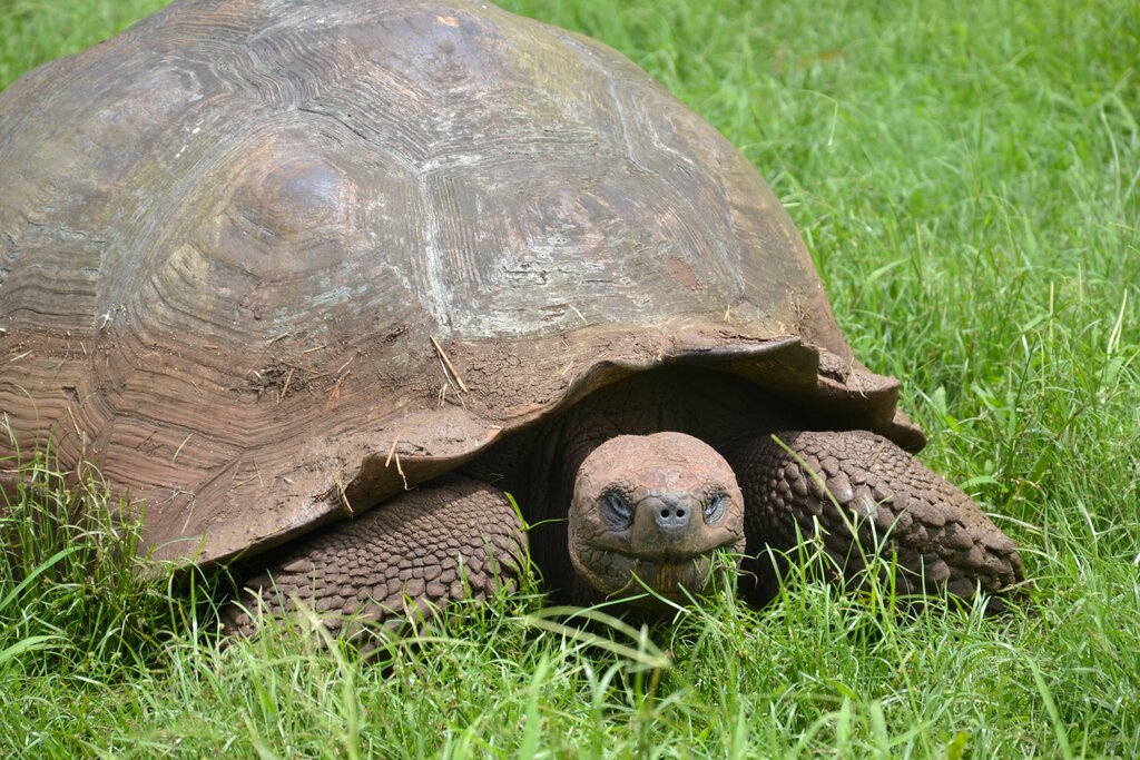 Giant tortoise in their natural habitat