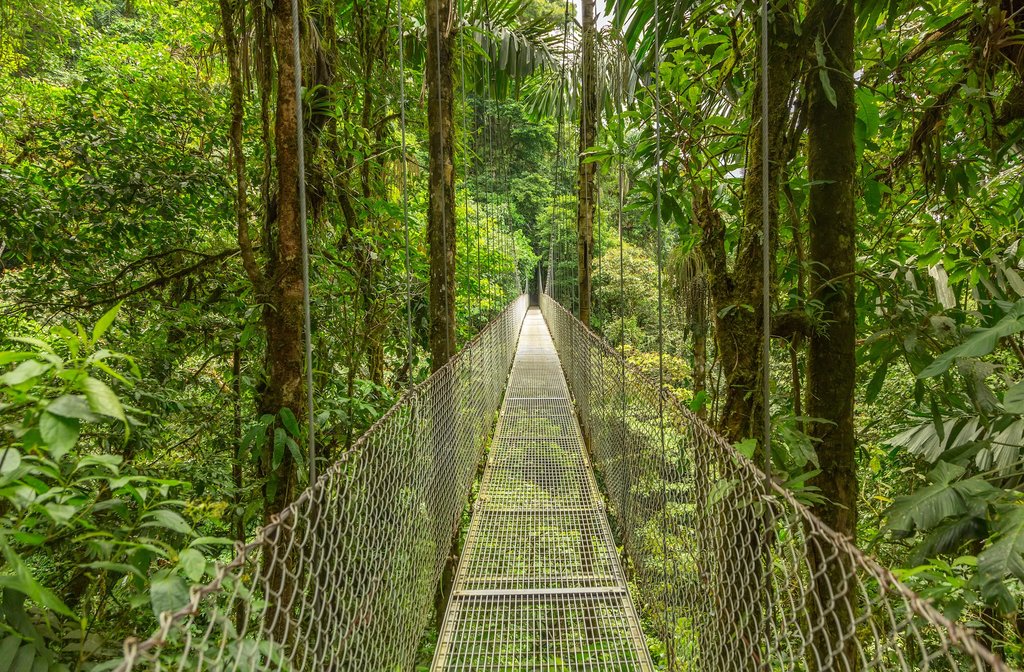 A hanging bridge in Monteverde Cloud Forest