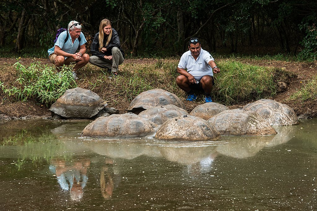 Galapagos giant tortoises
