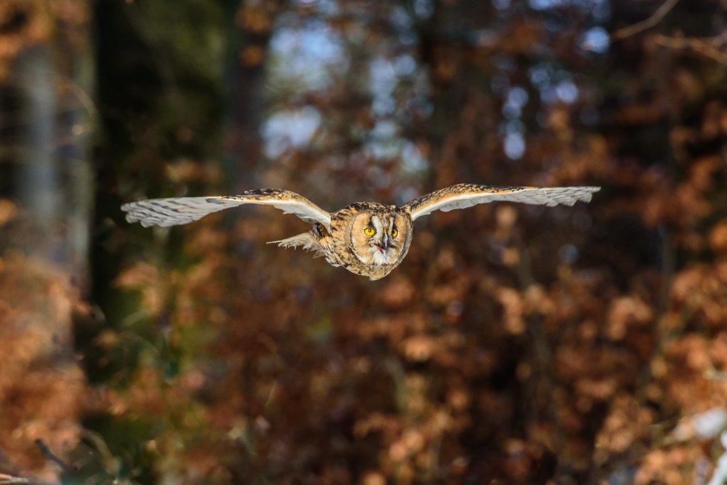 An eagle owl flying in a forest