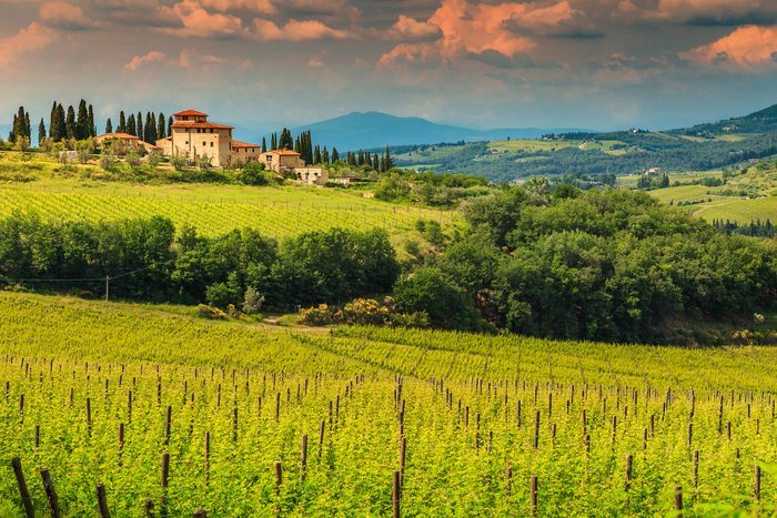 A typical Tuscan vineyard in the Chianti region.