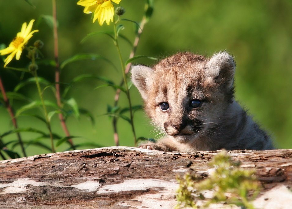 Pumas also live in Ucumarí