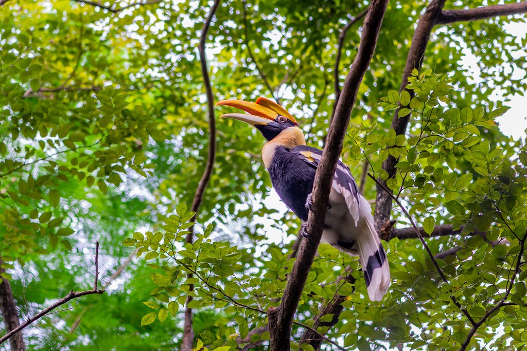 Go on a wildlife-spotting boat trip through the jungle