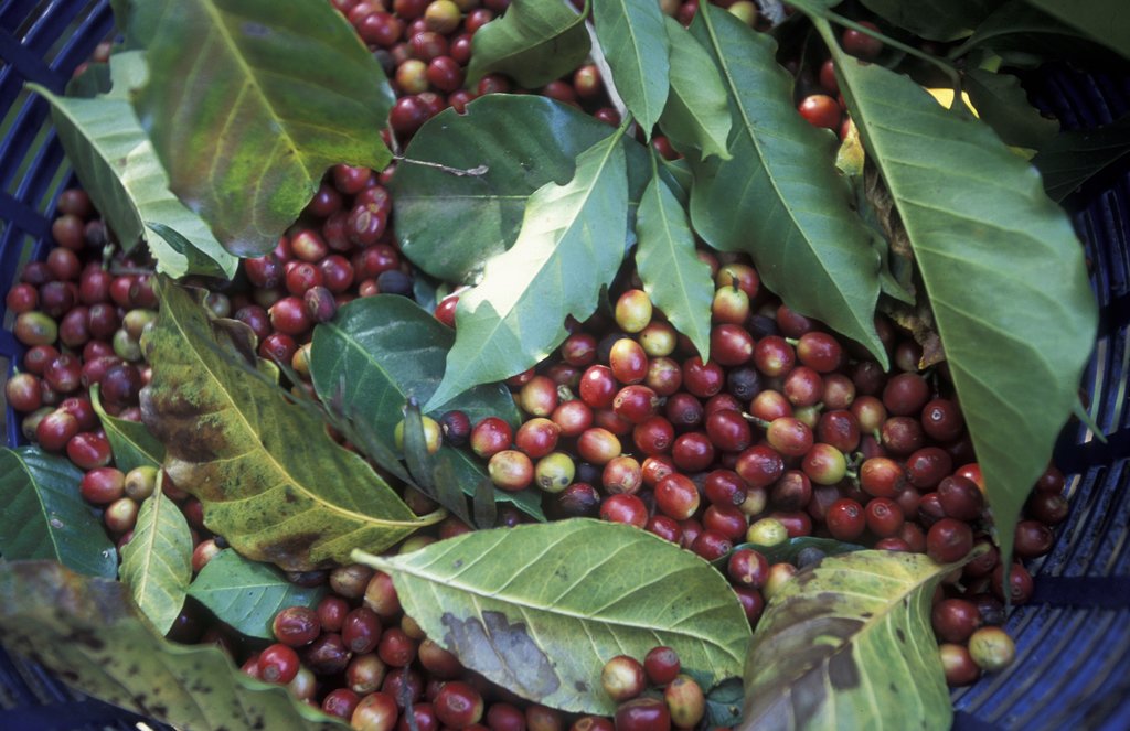 Learn about the coffee-growing process from a pro.