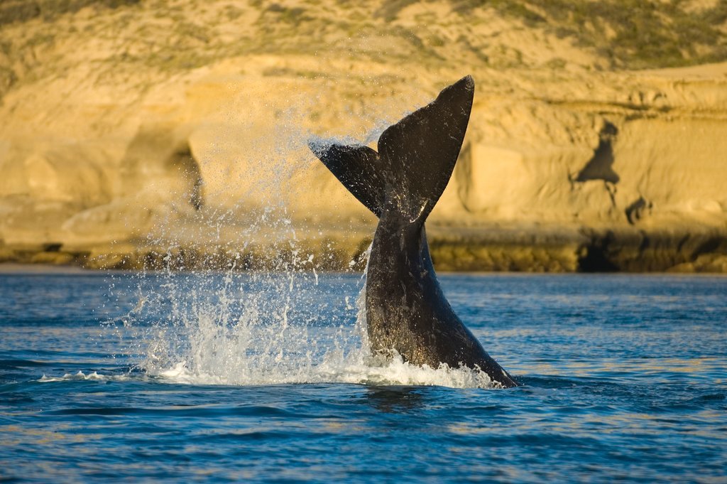 Whale-watching off the coast of Peninsula Valdés