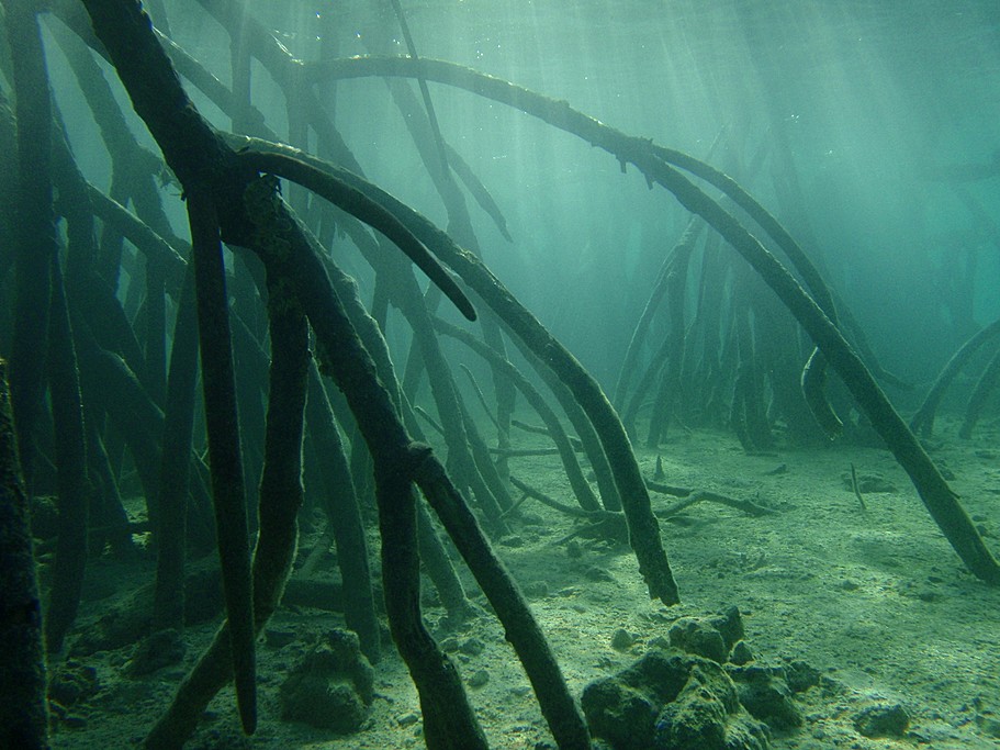 The mangrove roots provide a unique sanctuary for hatching fish