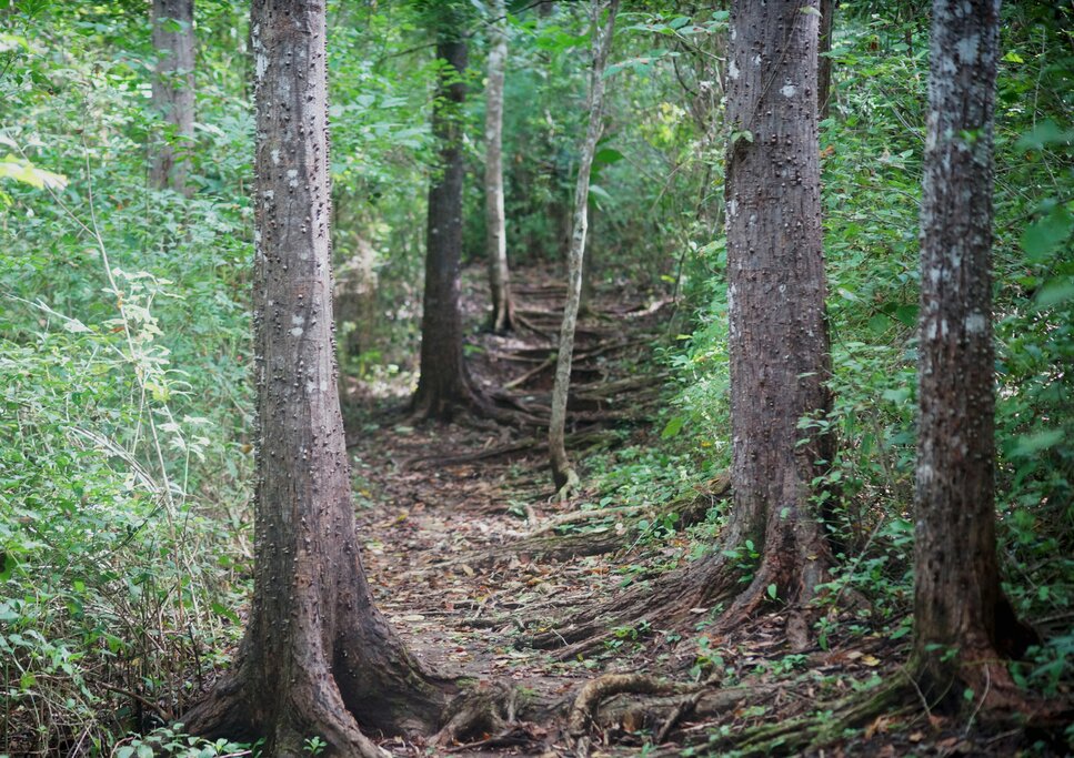 Werner Sauter Biological Reserve (photo courtesy of Samara Adventures)