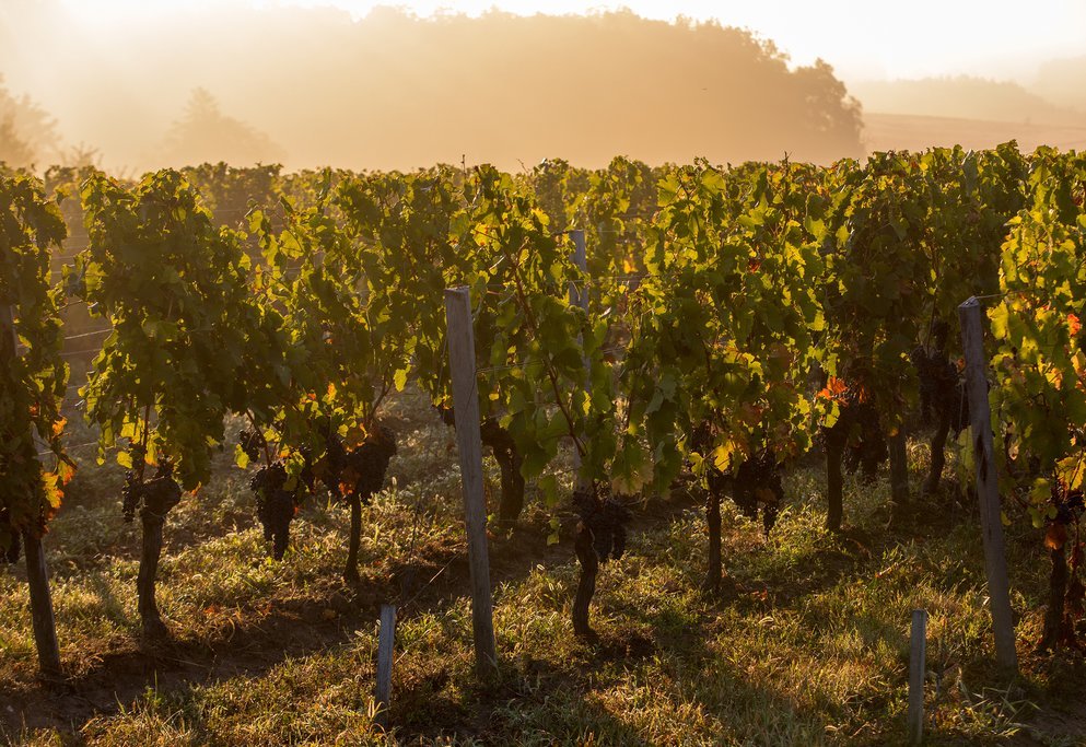 The vineyards of Medoc