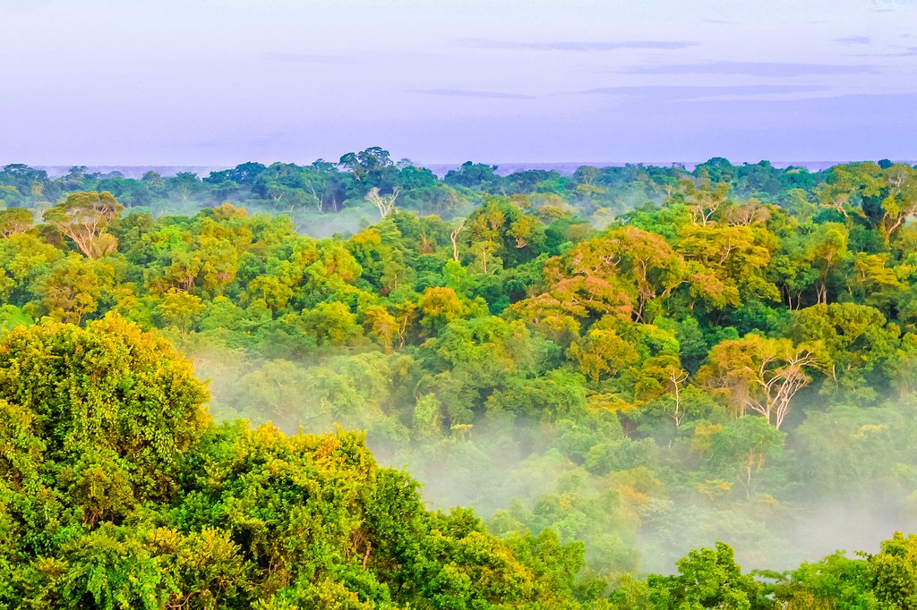 Morning in the Amazon