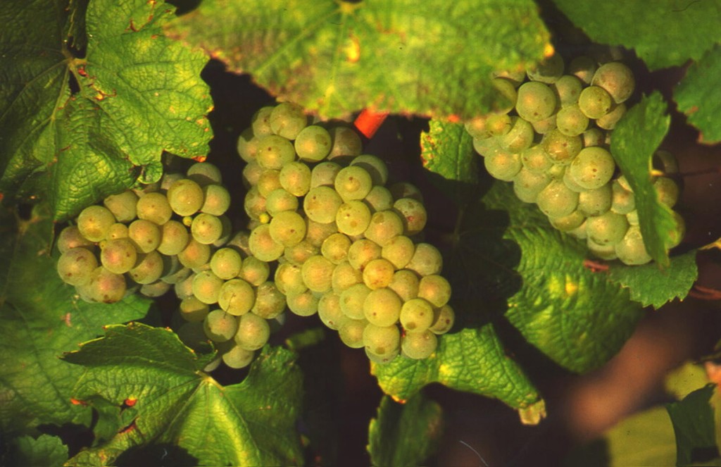 Loire Valley vineyards