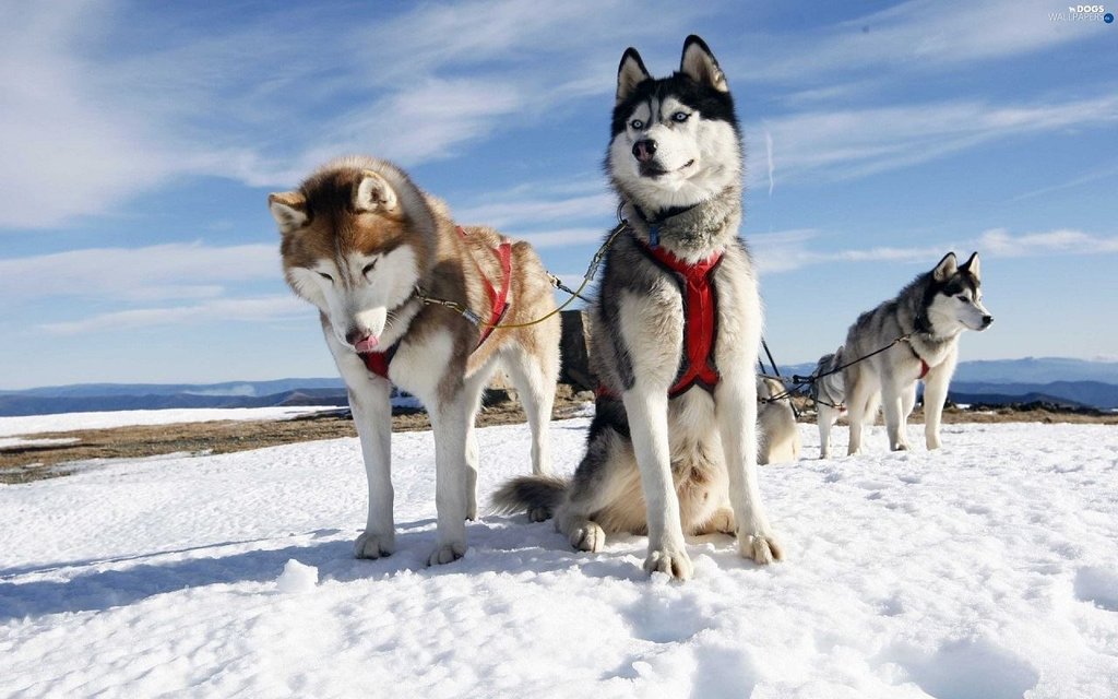 The huskies of Paasiku Dogs' Manor