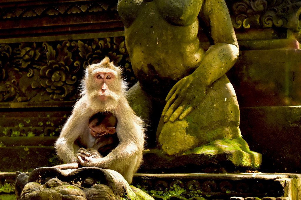 Visit the Sacred Monkey Forest in Ubud