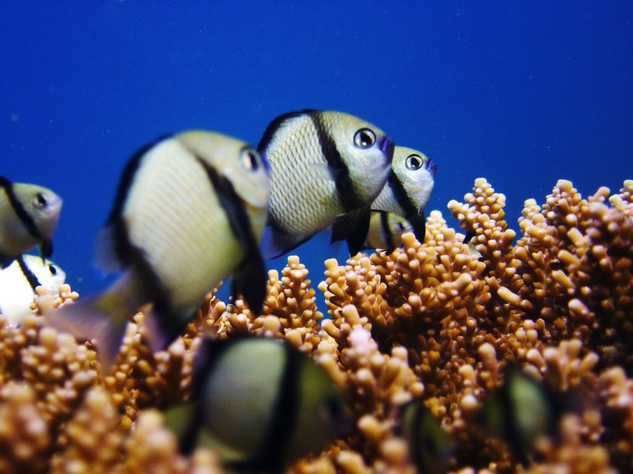 Reef residents