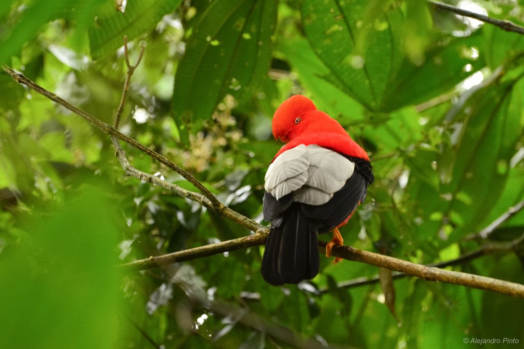 Andean-Cock-of-the-rock.