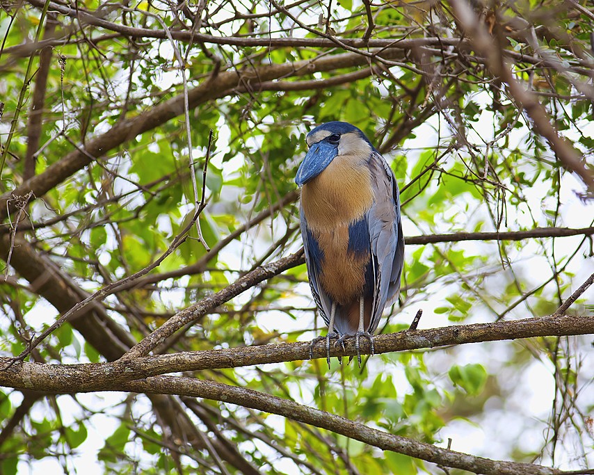 Enjoy spotting unique wildlife like this boat-billed heron