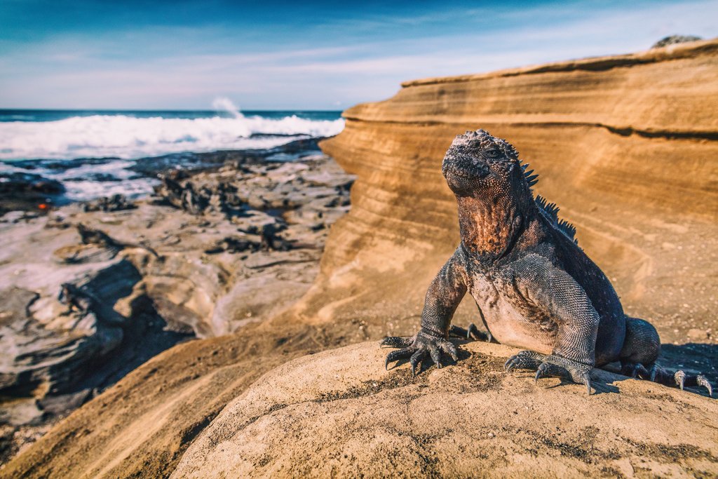 Marine iguana soaking up the sun
