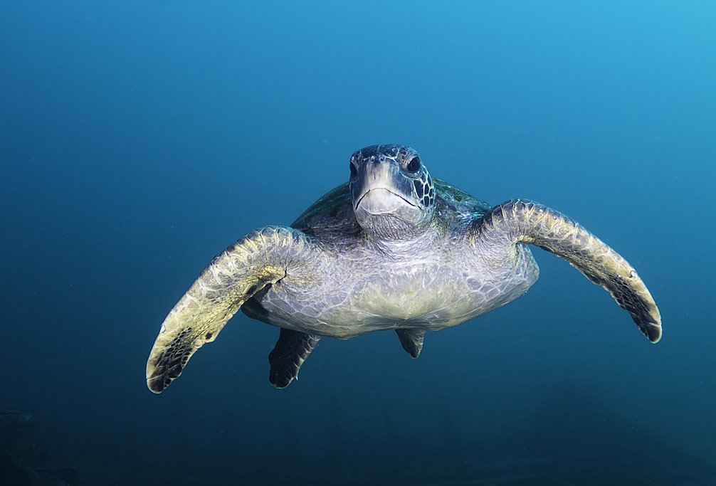 Green sea turtle