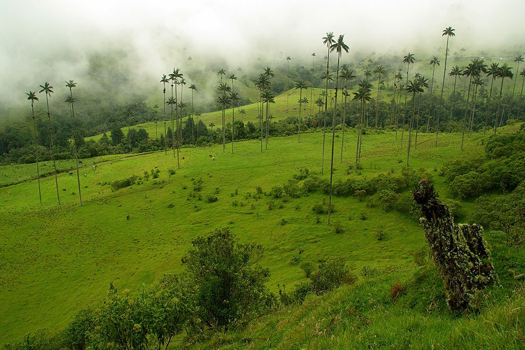 wax palms