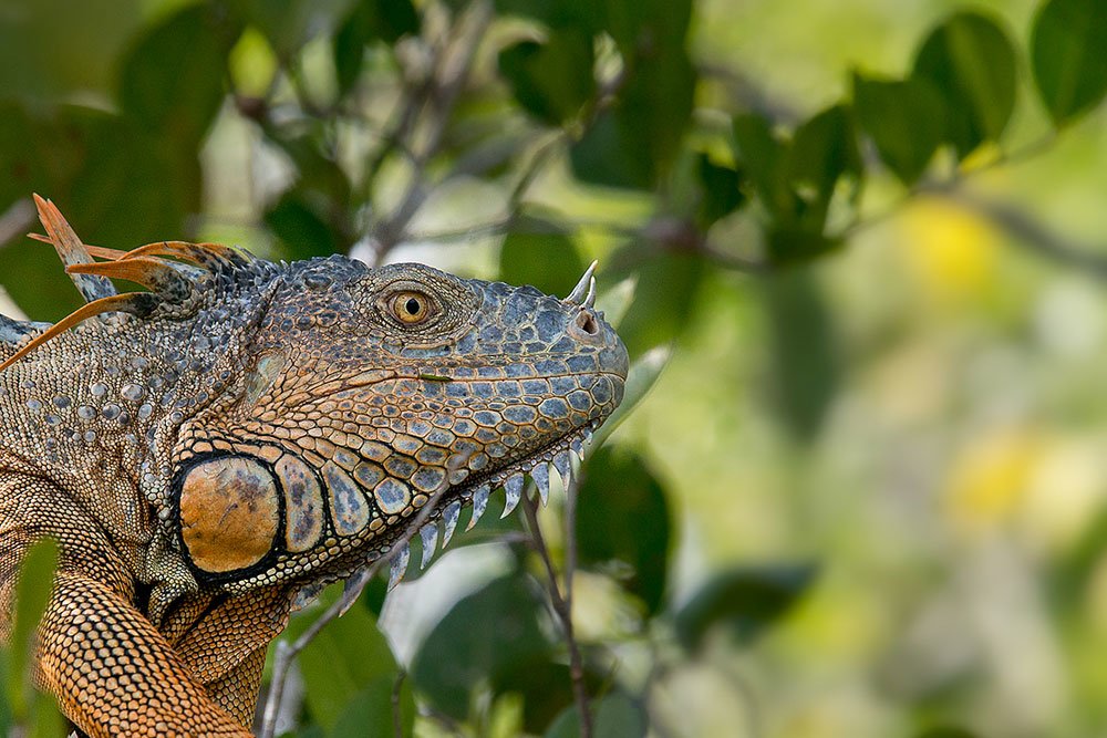Discover native wildlife on a boat along New River