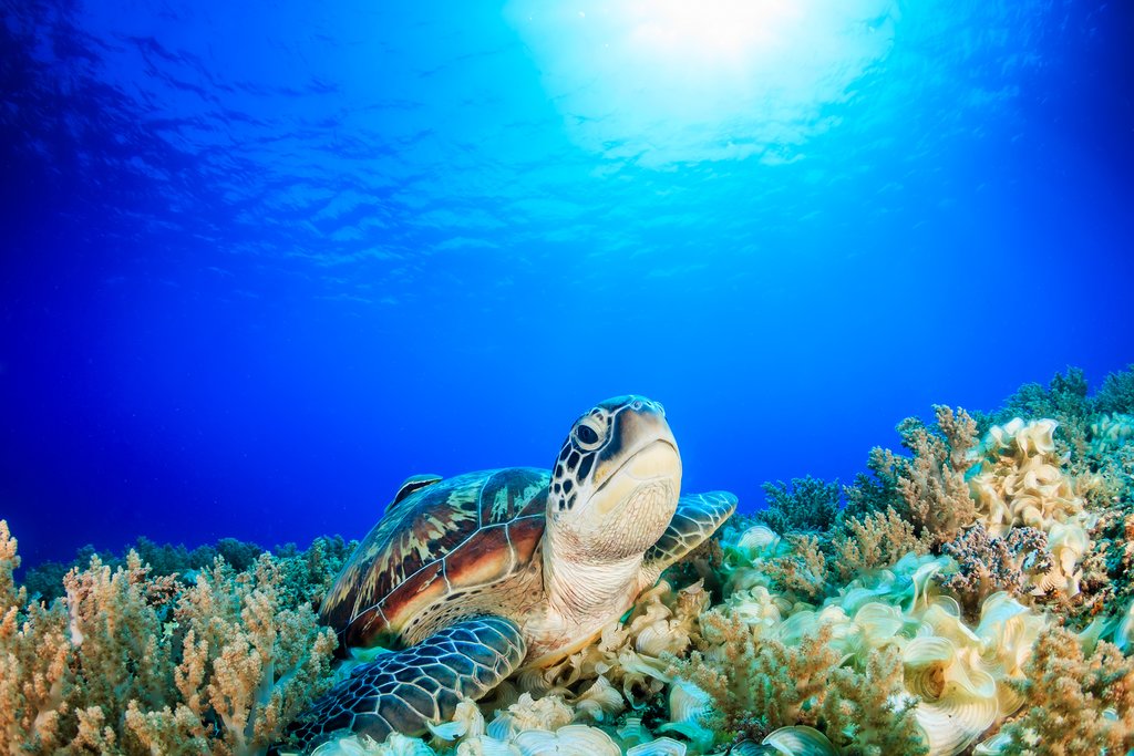 The Gilis have some amazing marine life